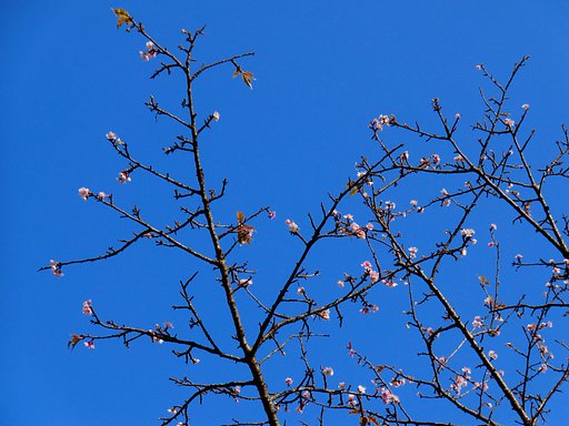 くるい咲きの桜