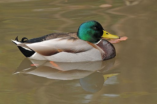 マガモ♂