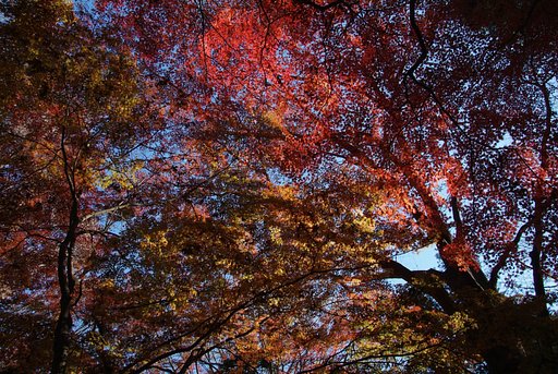 もう最後の紅葉かな
