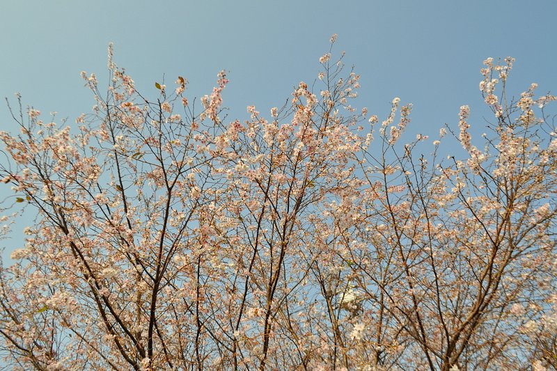 11月5日の桜