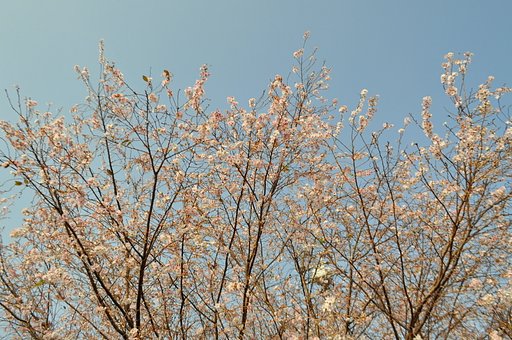 11月5日の桜