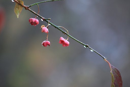 紅い実