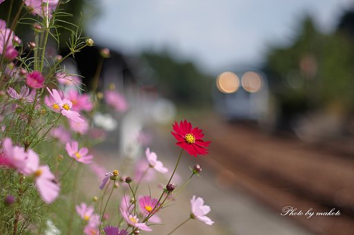 Ｆ．ＺＵＩＫＯ50ｍｍＦ1.8