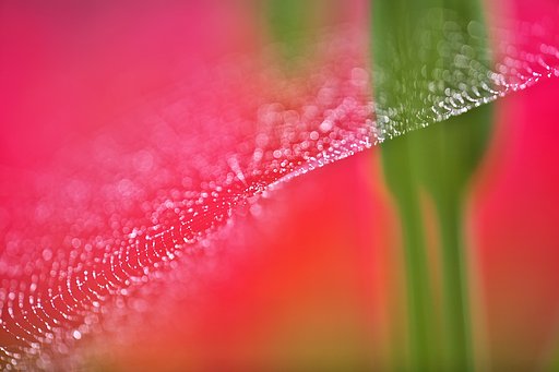 秘密の「紅」園