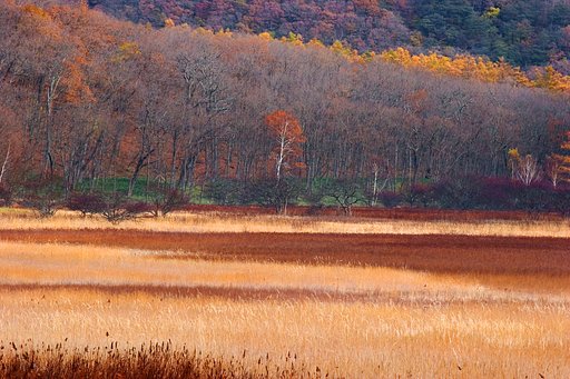 晩秋の小田代ヶ原