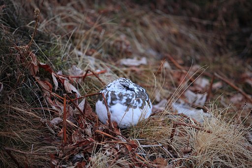 雪だるまの雄雷鳥