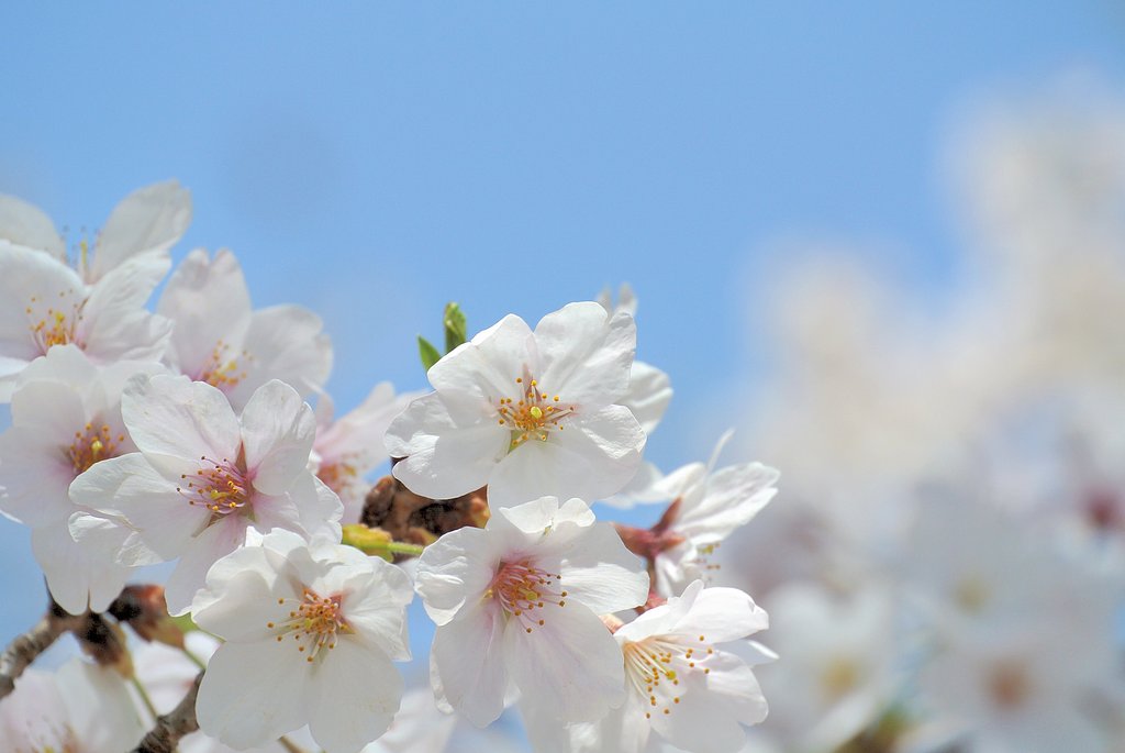 （淡彩）桜