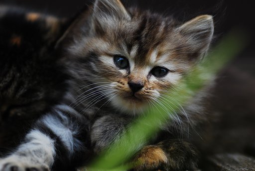 仔猫