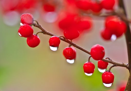 「紅」雫
