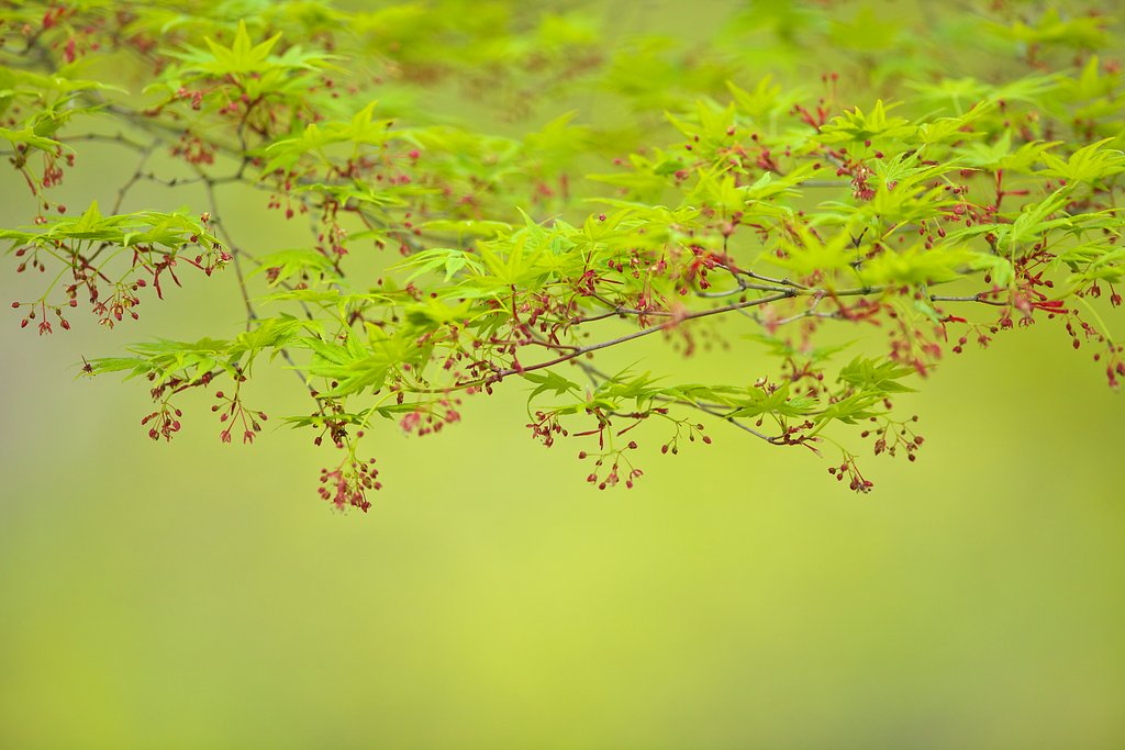 モミジの花