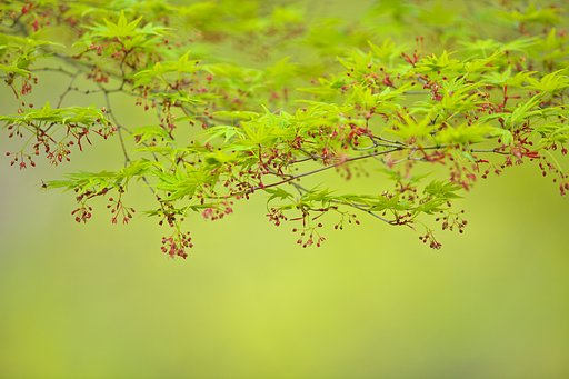 モミジの花