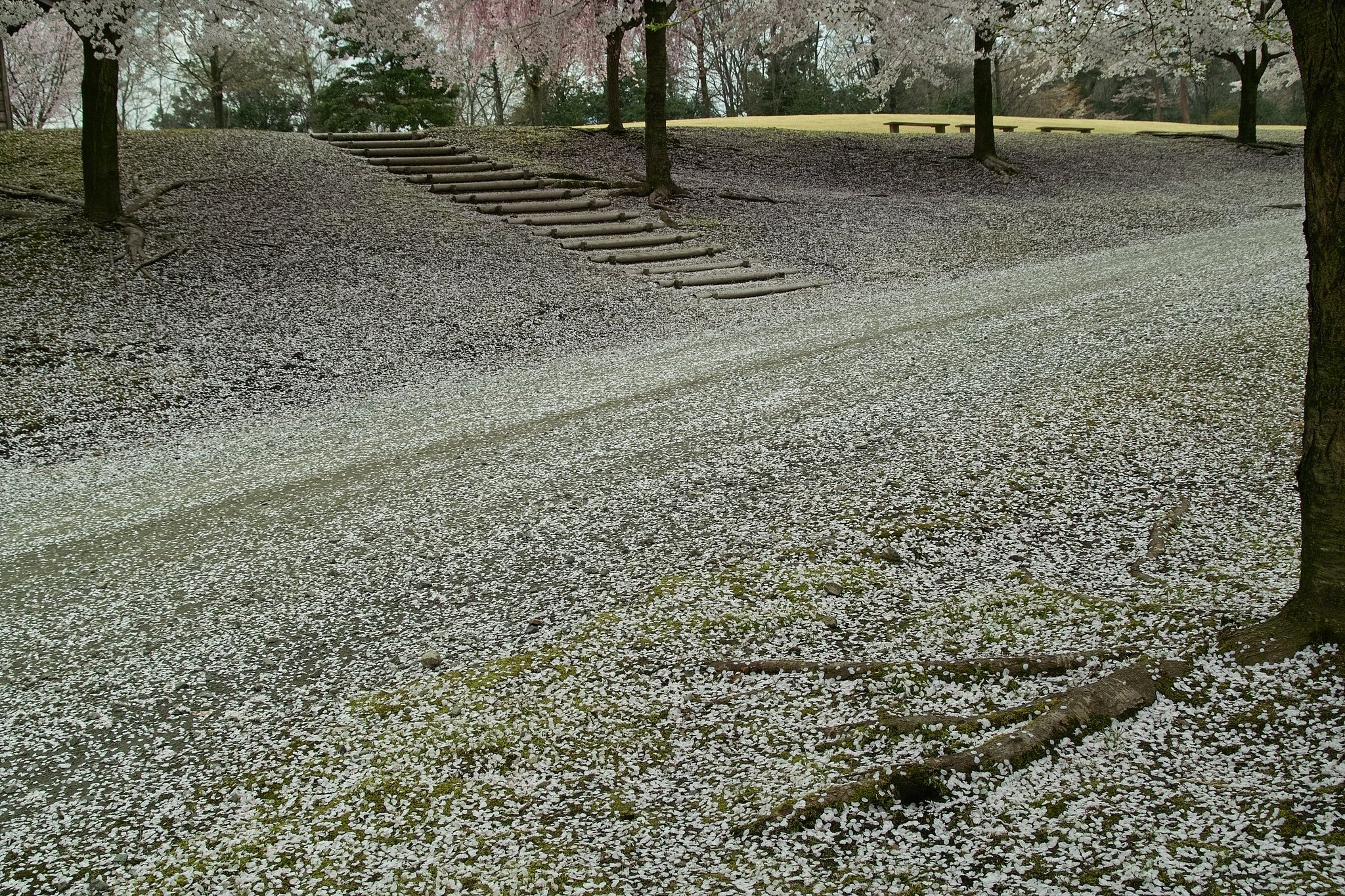 サクラ降る