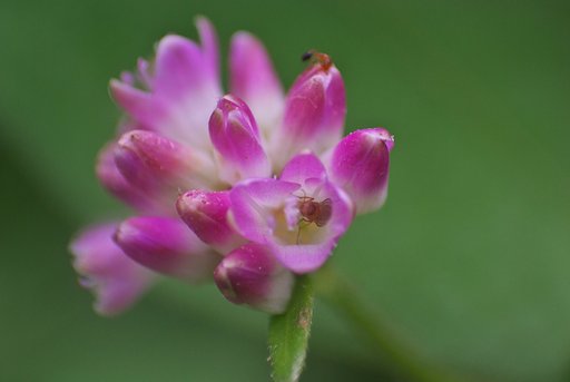 ママコノシリヌグイにアリとハエが・・