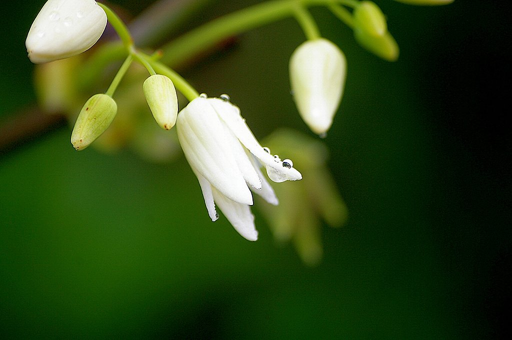 ムベの花