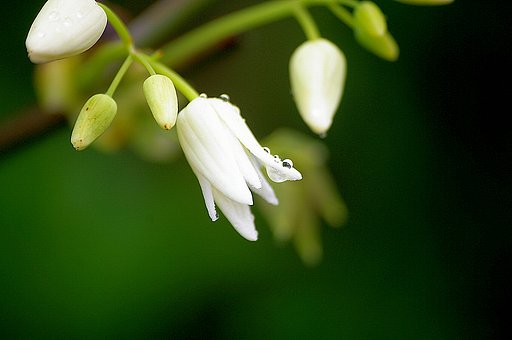 ムベの花
