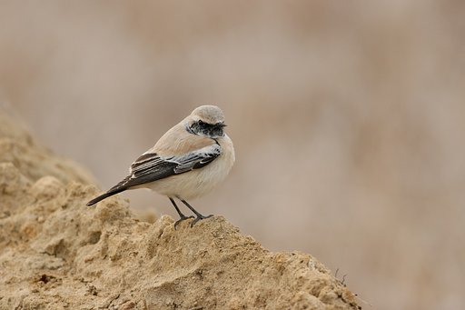 珍鳥サバクヒタキ