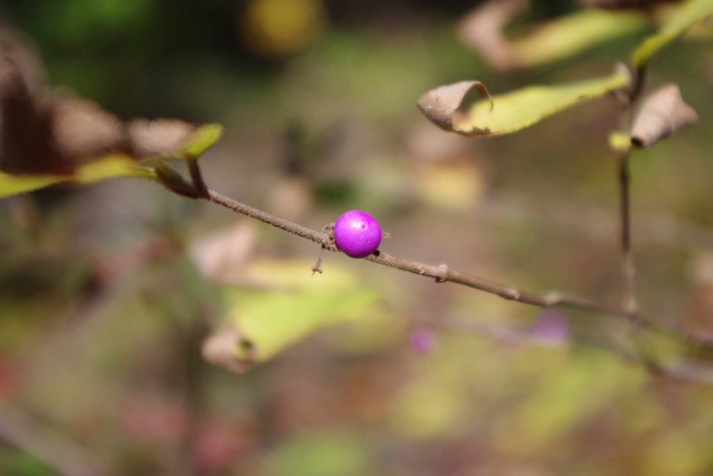 六甲の山はまだ