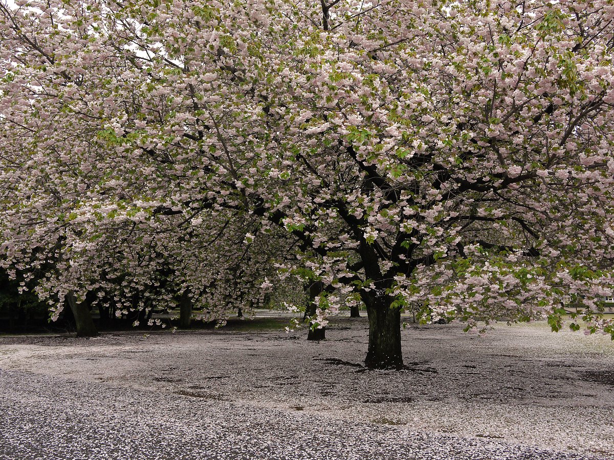 【紅】八重桜散る