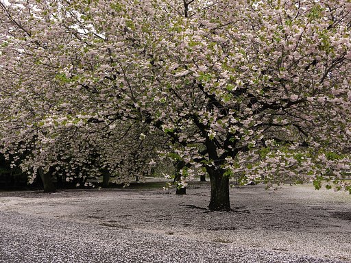【紅】八重桜散る
