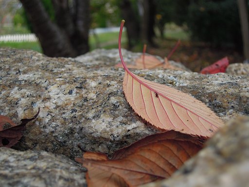 紅葉の季節