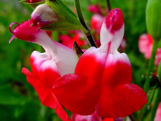 【紅】色の小さな花