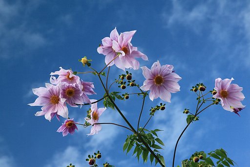 青空に向かって