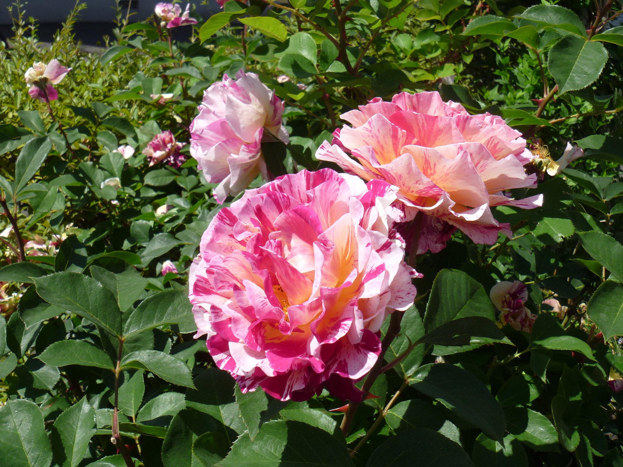 混じりの薔薇さーん♪