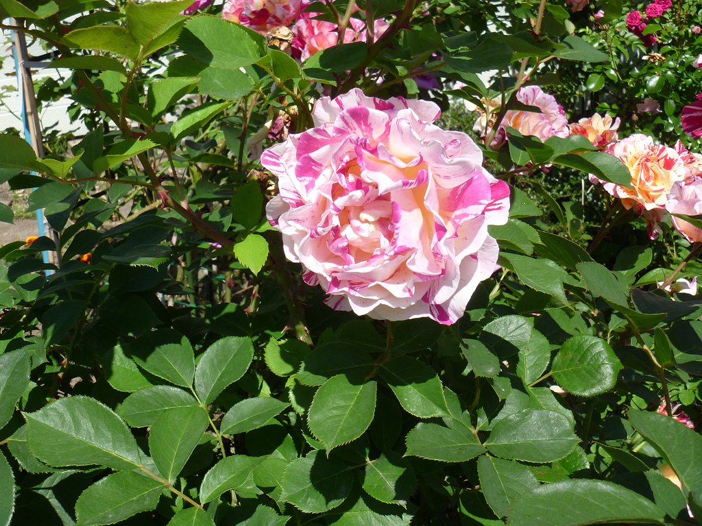 薔薇4