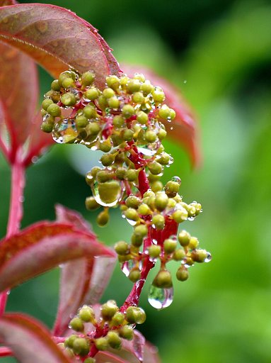 【縦撮り】4雨の中