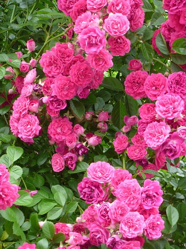 【縦撮】薔薇7