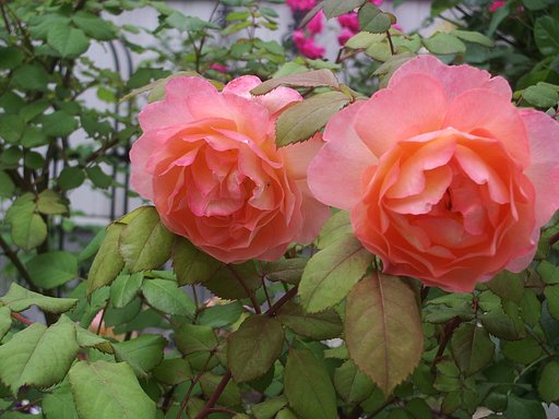 薔薇8