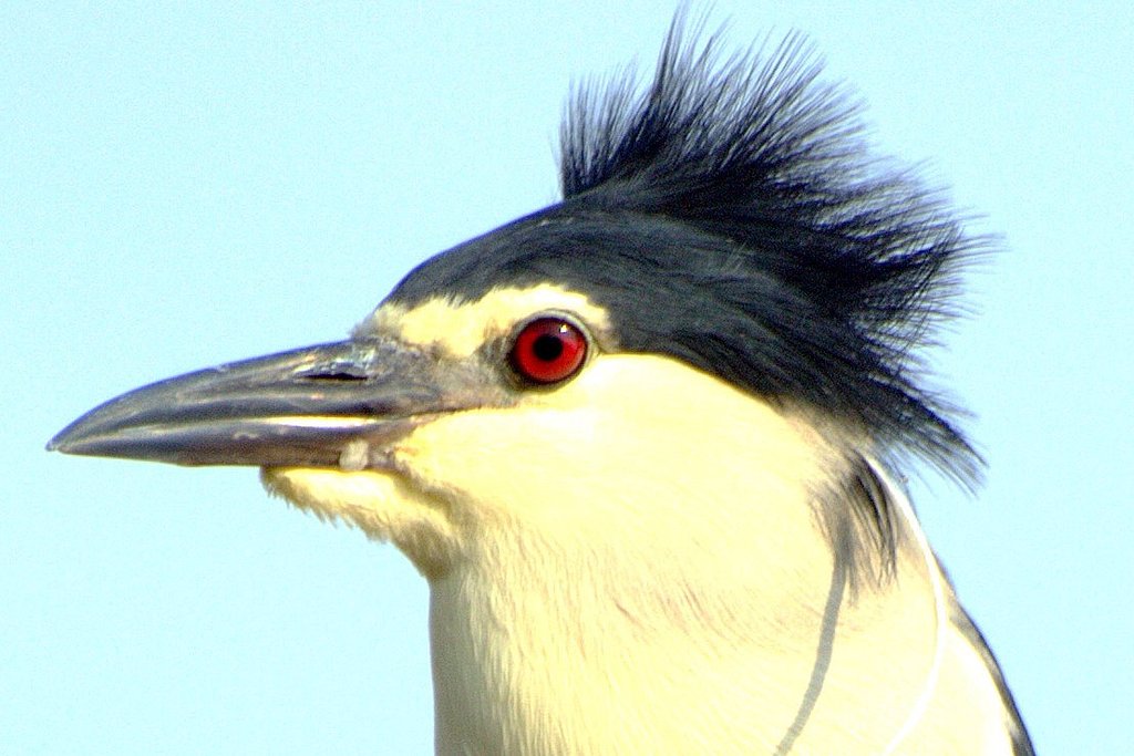鳥の顔のUP