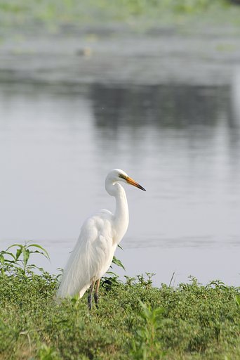 ダイサギ