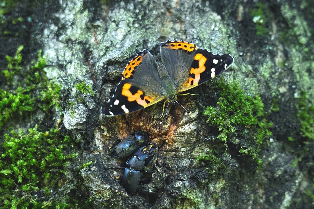 アカタテハ