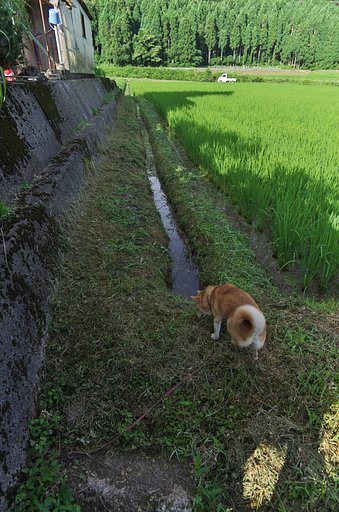 草刈の監督?