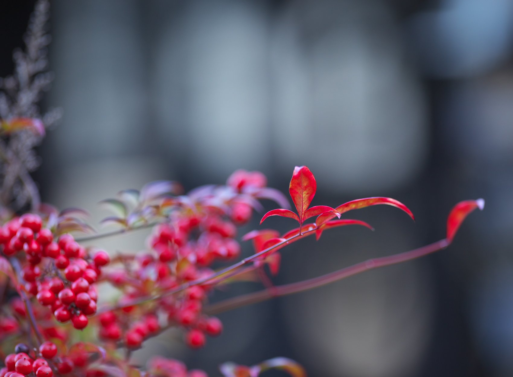 南天と「紅」葉