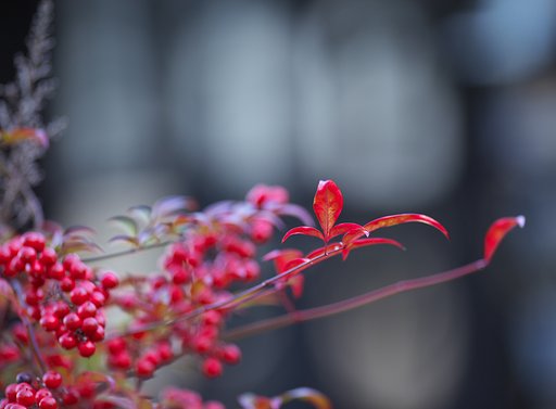 南天と「紅」葉