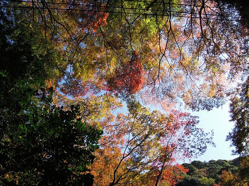 【紅】葉　天を覆う