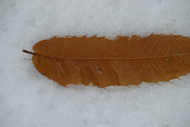 細長い落ち葉雪の中に