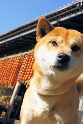 【紅】　にゃんだワン
