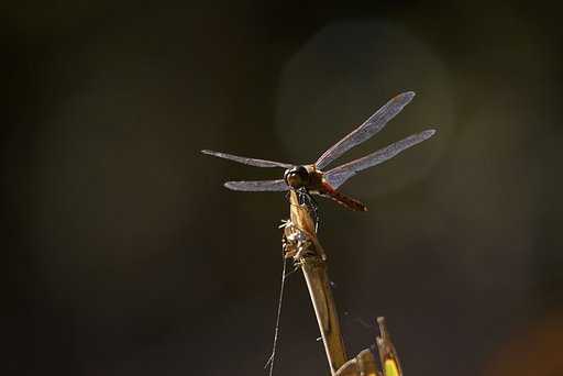 アキアカネ