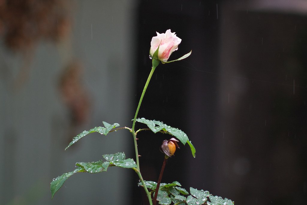 雨の日のバラ!