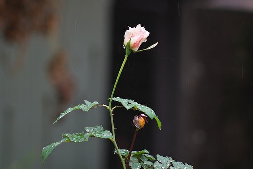 雨の日のバラ!
