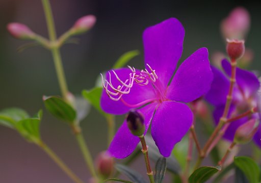 ブラジルの蜘蛛