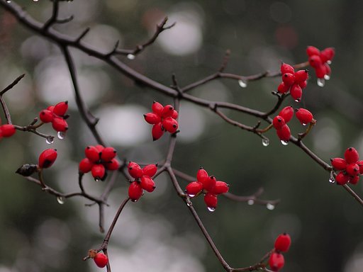 この【紅(あか)】い実は、ハナミズキ