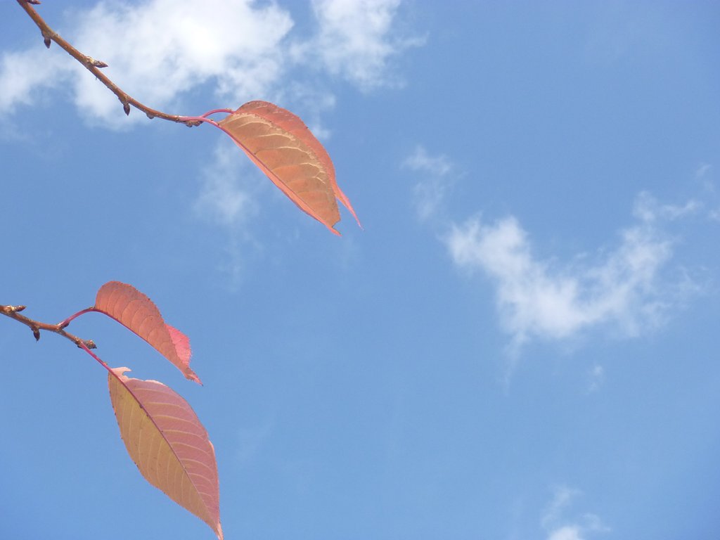 【紅】紅葉