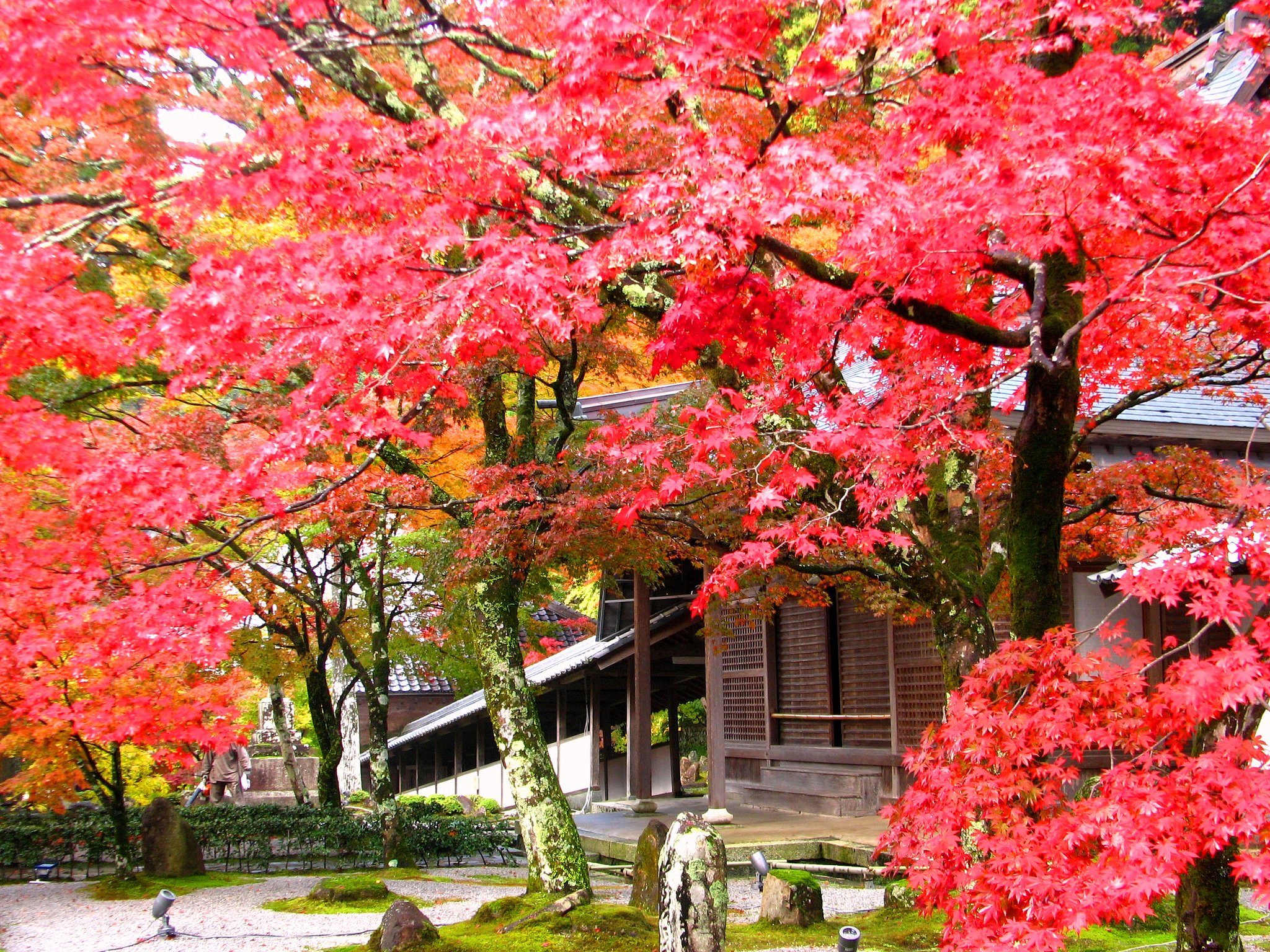 紅葉
