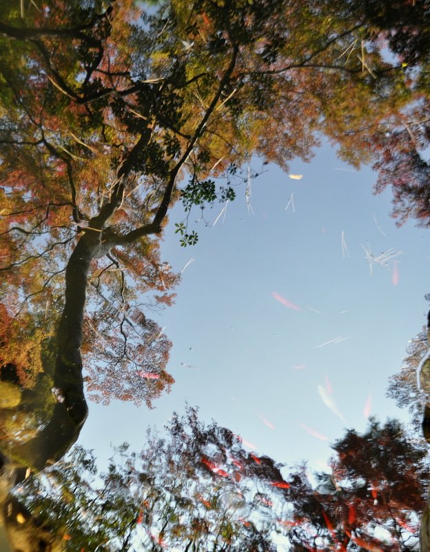 紅葉風景