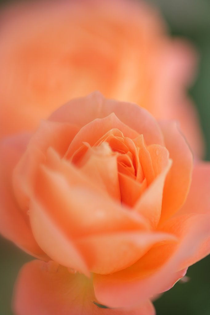 Orange ball