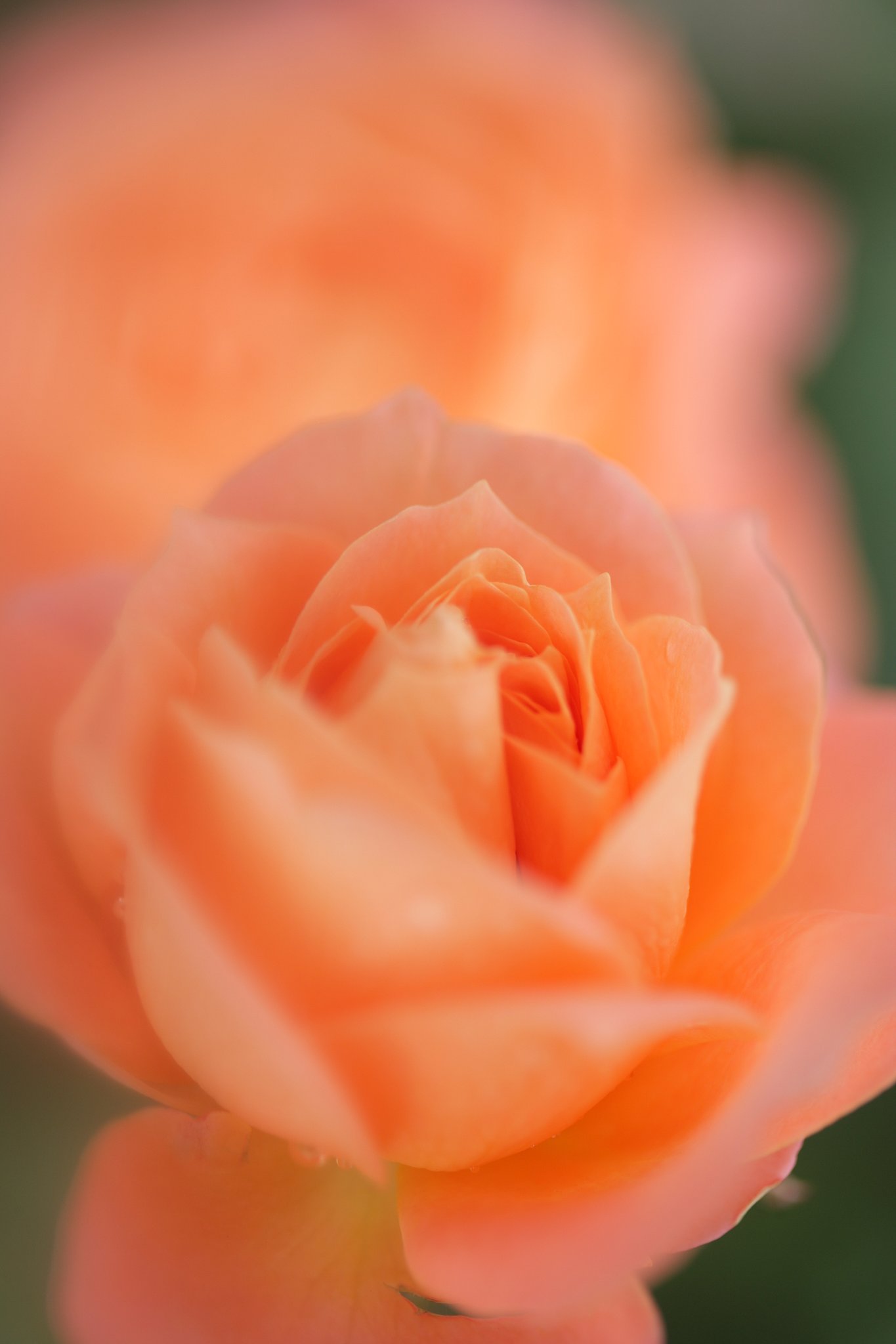 Orange ball